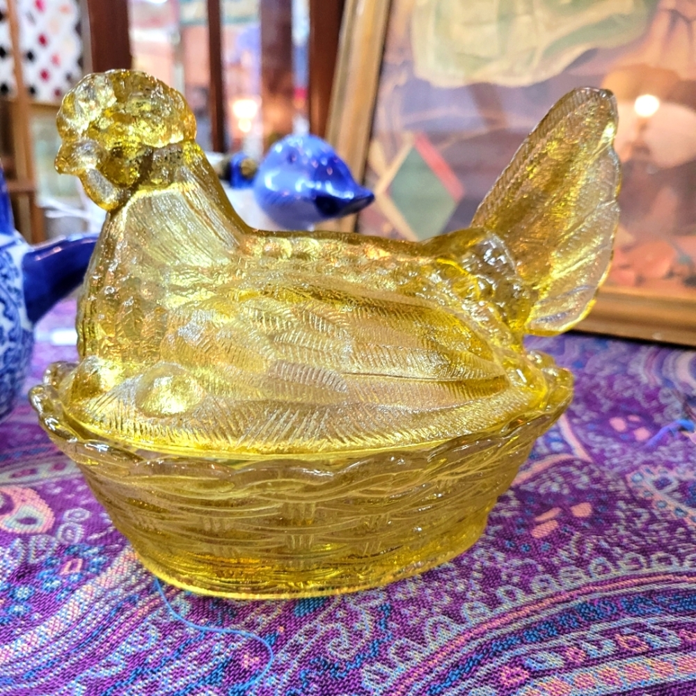 Yellow westmoreland hen on a nest